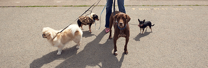 Photo of dogs being walked